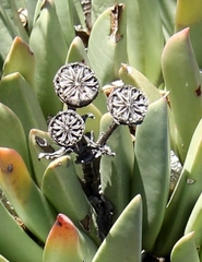 Machairophyllum albidum