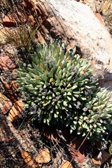 Machairophyllum albidum