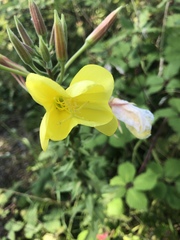 Oenothera × fallax