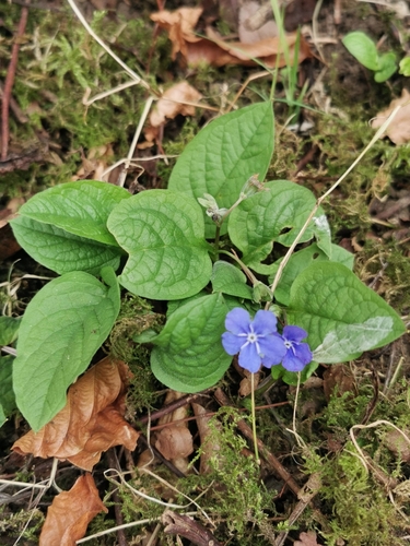 Image of Omphalodes verna by (c) Tina Ellegaard Poulsen, some rights reserved (CC BY)