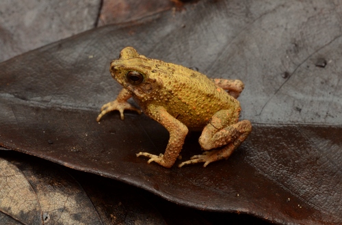 Ingerophrynus parvus (Boulenger, 1887)