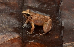 Hill-Forest Frog photo 1