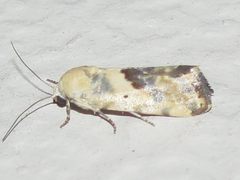 Ponometia libedis