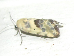 Ponometia libedis