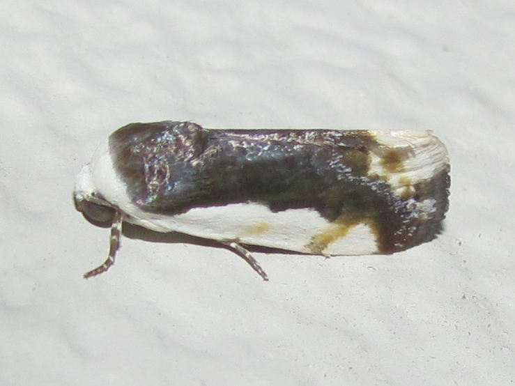 Polished Bird-dropping Moth
