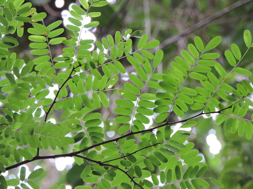 Image of Dalbergia nigra by (c) Fabrício Mil Homens Riella, some rights reserved (CC BY)