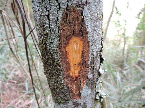 Image of Dalbergia nigra by (c) Fabrício Mil Homens Riella, some rights reserved (CC BY)