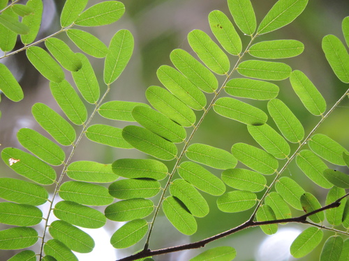 Dalbergia nigra, photograph 2