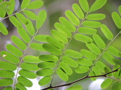 Dalbergia nigra, photograph (c) Fabrício Mil Homens Riella, some rights reserved (CC BY)
