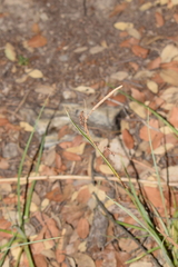 Carex flacca