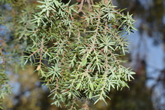 Juniperus oxycedrus oxycedrus