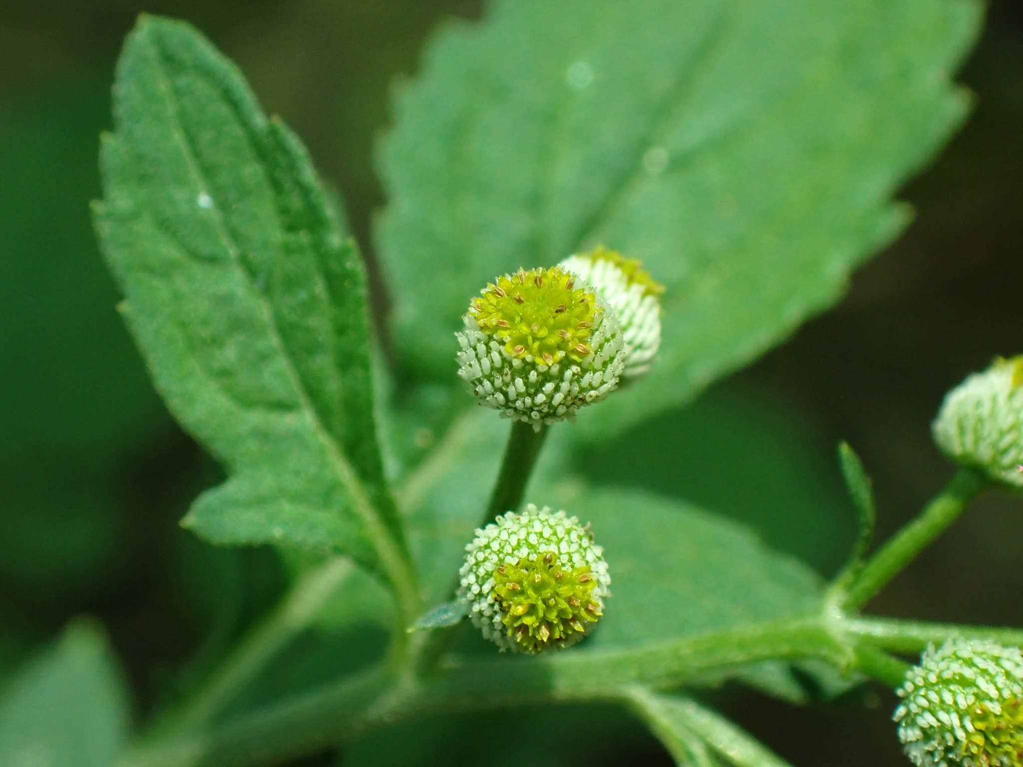 Dichrocephala integrifolia (Dichrocephala integrifolia)