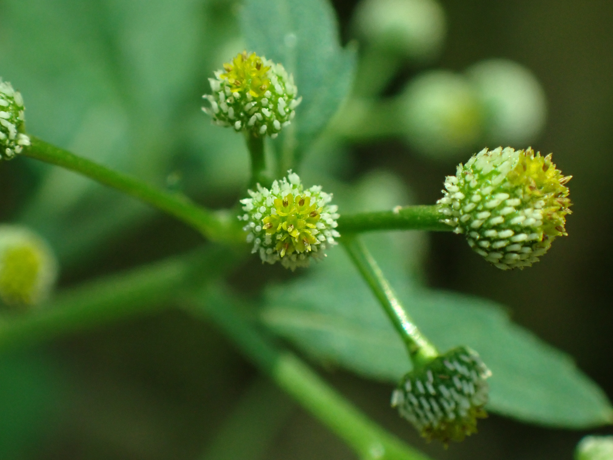 Dichrocephala integrifolia — ảnh 2