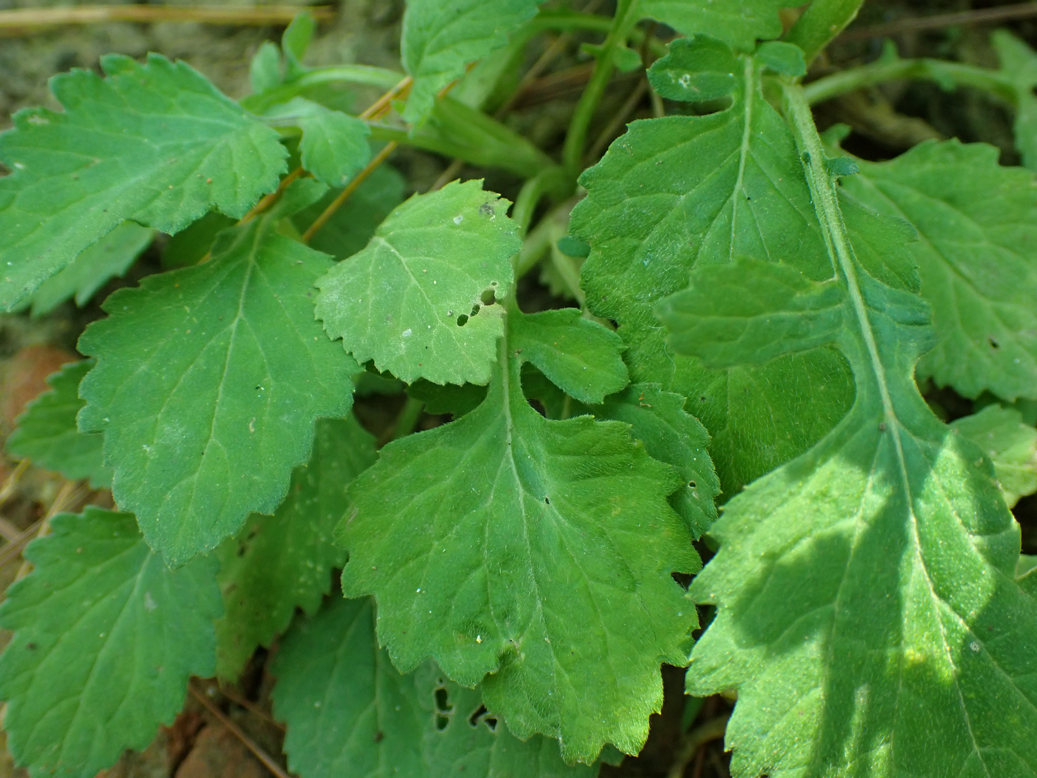 Dichrocephala integrifolia — ảnh 3