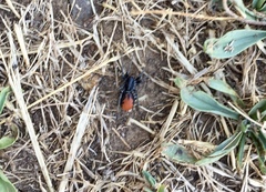 Castianeira occidens