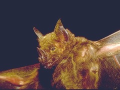 Phyllostomus hastatus