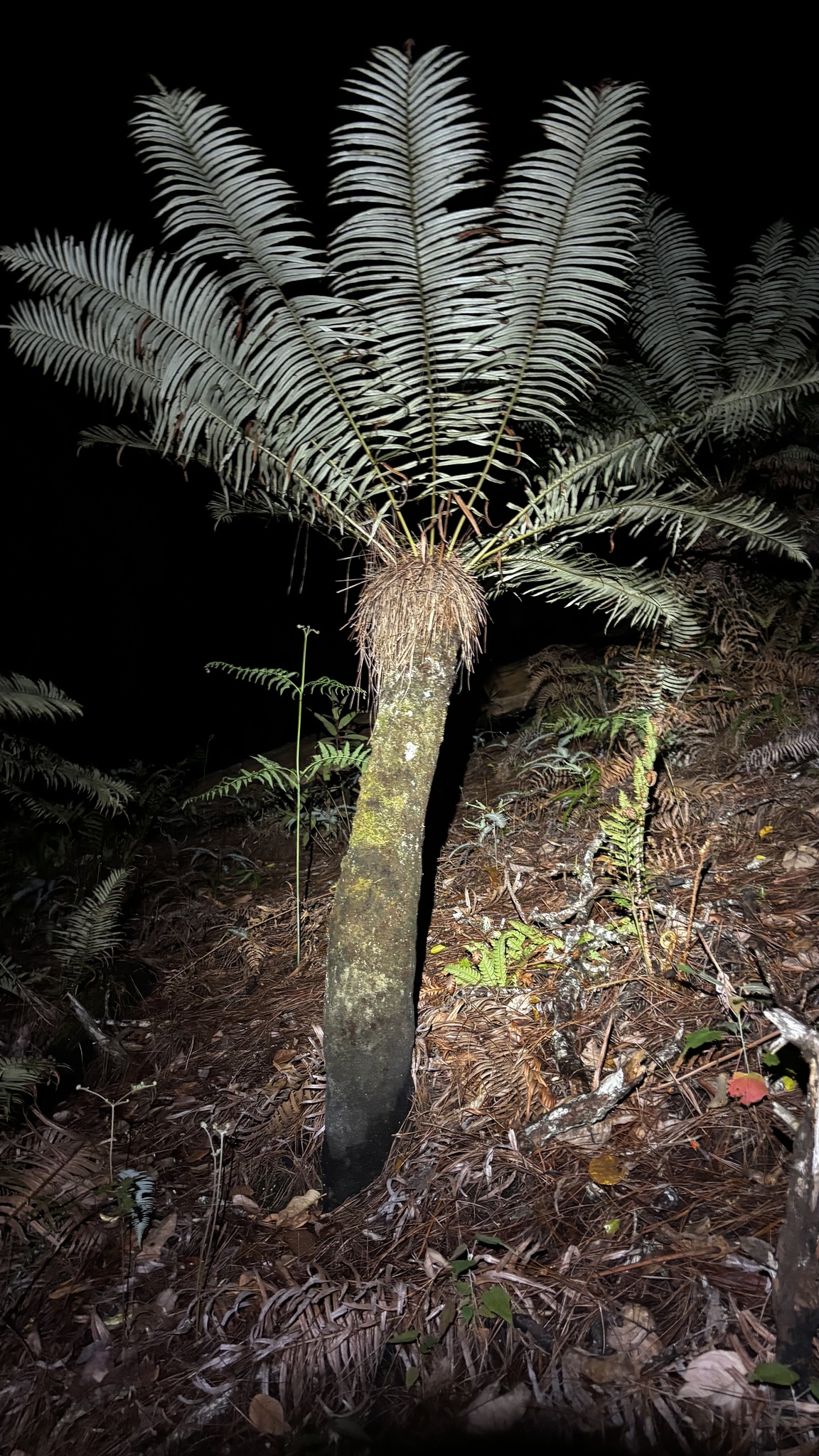 Brainea insignis — ảnh 3