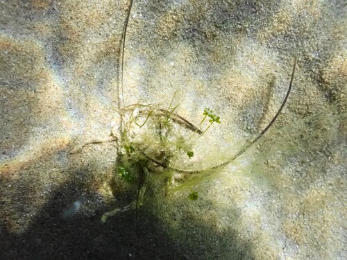 Balloon tops (Acetabularia peniculus)