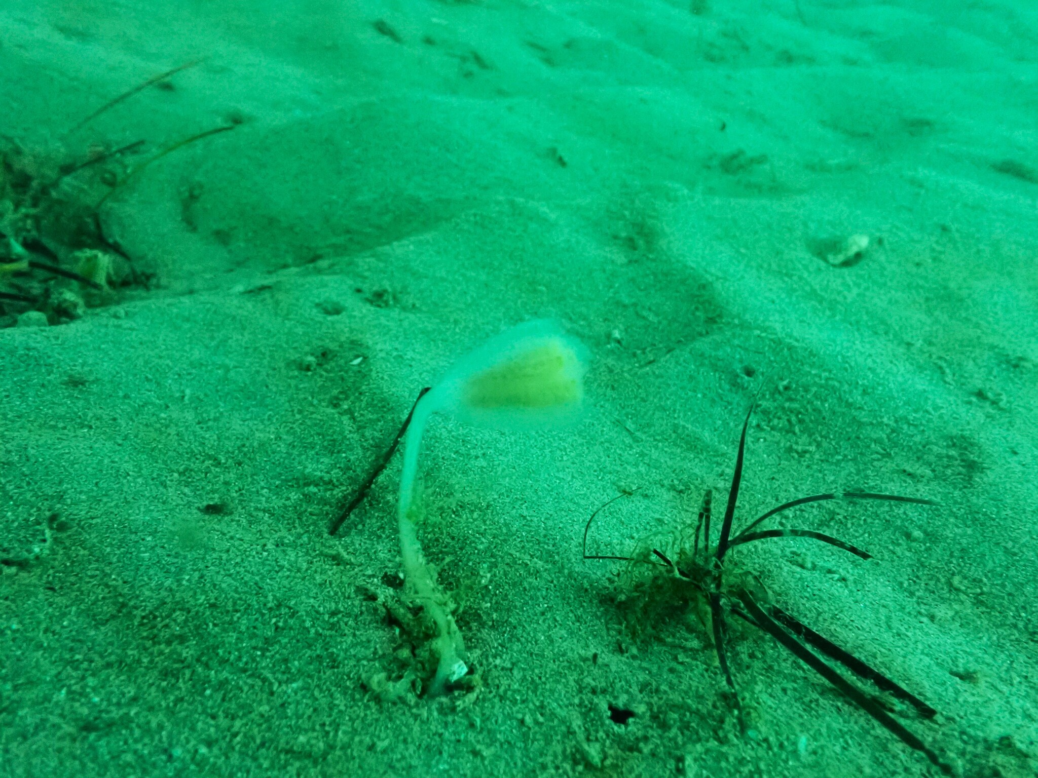 Sycozoa pulchra (Herdman, 1886)