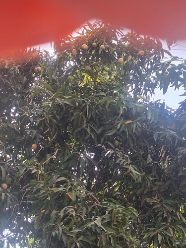 Indian mango