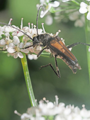 Anastrangalia dubia