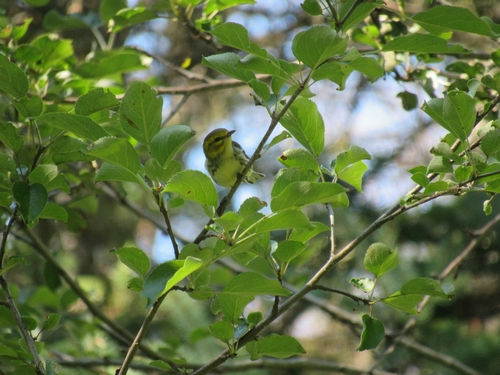 Setophaga virens