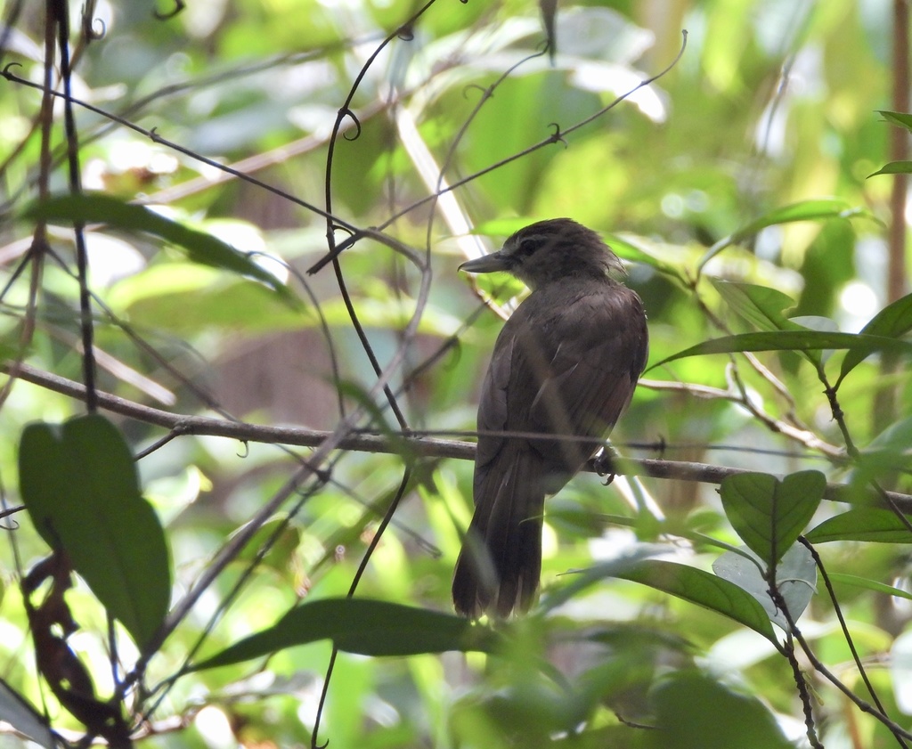 Hook-Billed Bulbul