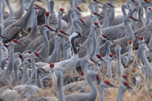Common Crane photographed in Nebraska