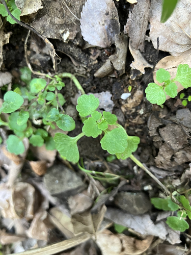 Chrysosplenium maximowiczii iNat (1)