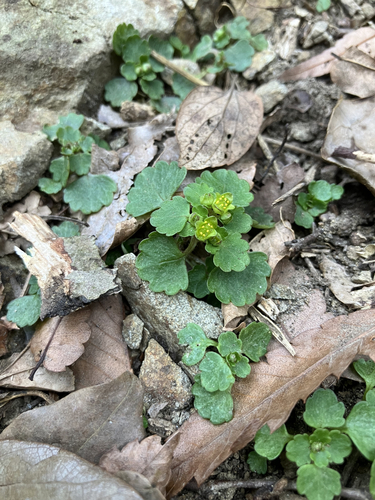 Chrysosplenium maximowiczii iNat (2)