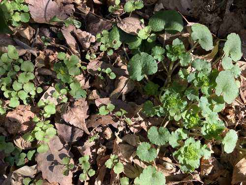 Chrysosplenium maximowiczii iNat (3)