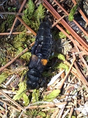 Platydracus fossator
