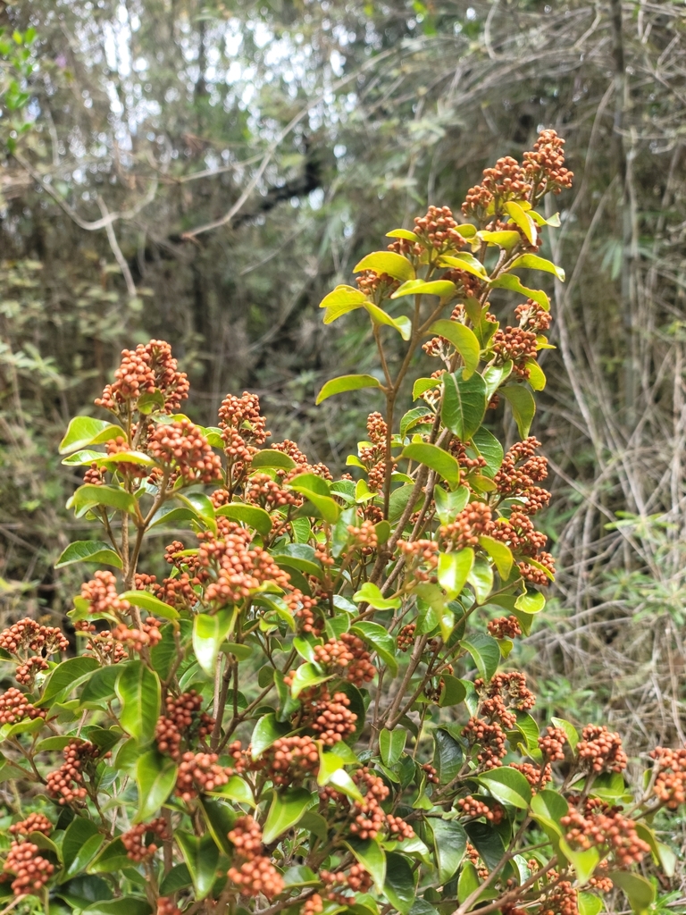 Leptolaena gautieri