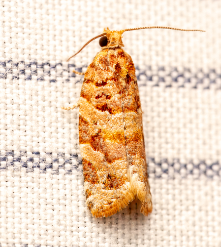 Jack Pine Tube Moth and Allies photo 4