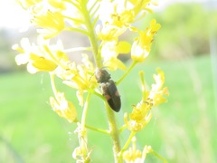 Cardiophorus biguttatus