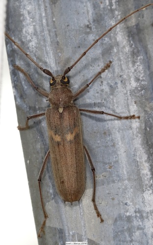 Longhorn Beetles, Johntrent · Inaturalist