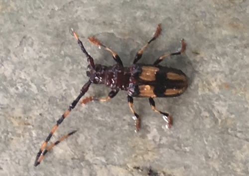 Long-jawed Longhorn Beetle