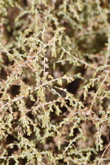 Camphorosma monspeliaca