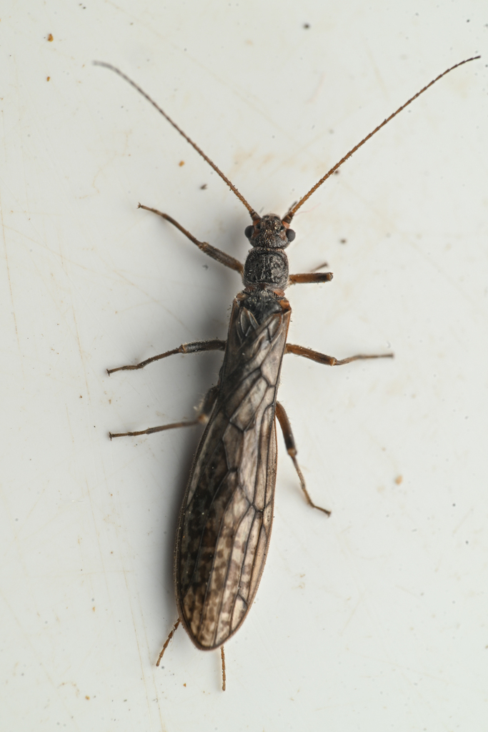 Coyote Snowfly