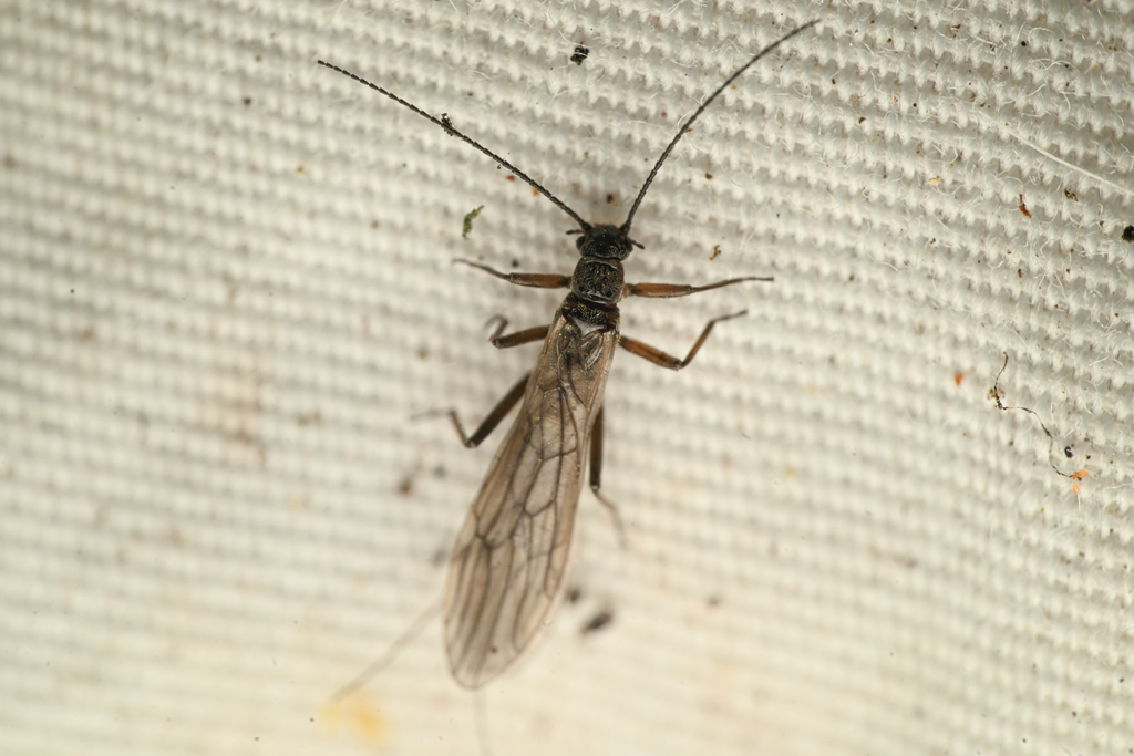 Ventura Snowfly
