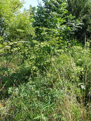 Heracleum sphondylium sibiricum