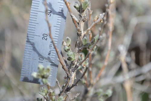 Image of Scabland Sagebrush (Artemisia rigida) by no rights reserved