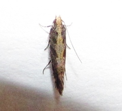 Aristotelia rubidella