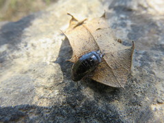 Loboptera