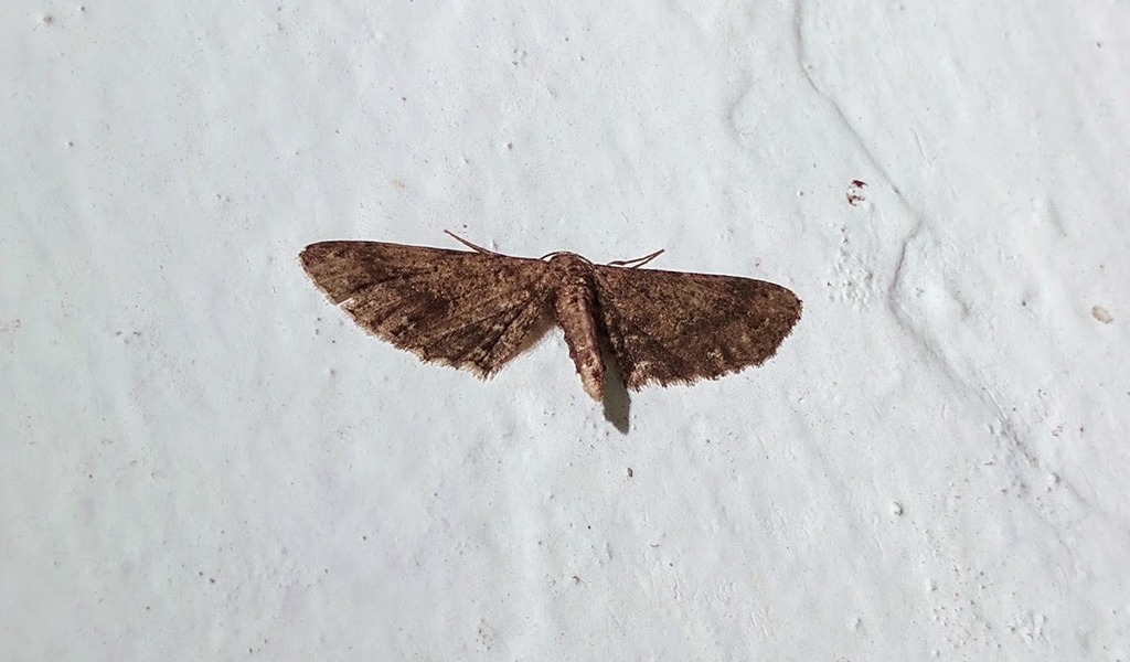 Collix leuciota