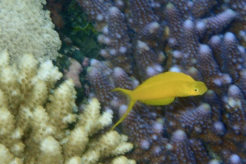 Yellow fangblenny (Plagiotremus flavus) — Blenniidae — 2