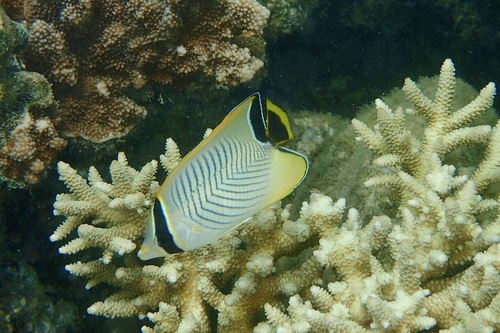 Chevron Butterflyfish