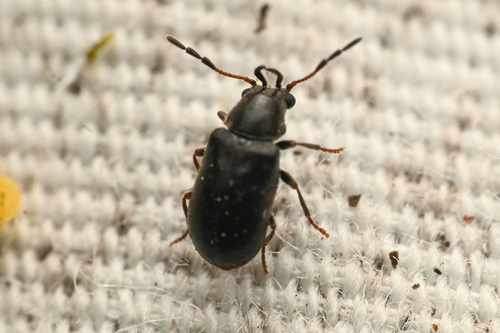 Acorn Anobiid photo 3