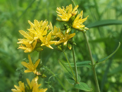 Hypericum montanum