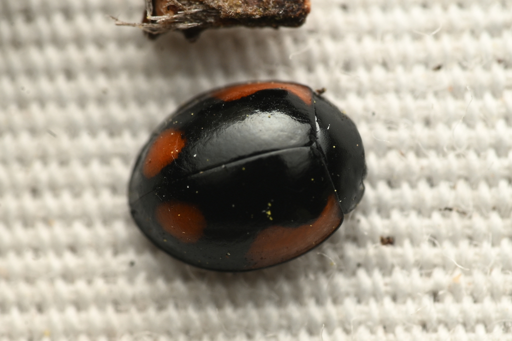 Exochomus californicus